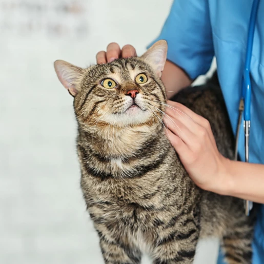 Medical Care