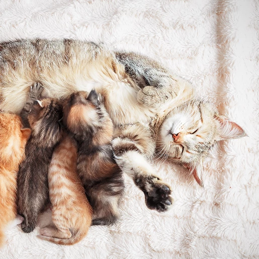 Reproductive Care