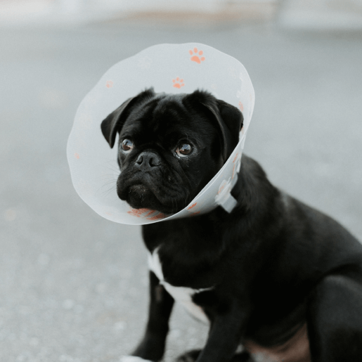 Surgery
